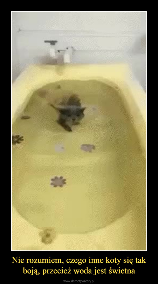 Nie rozumiem, czego inne koty się tak boją, przecież woda jest świetna –  
