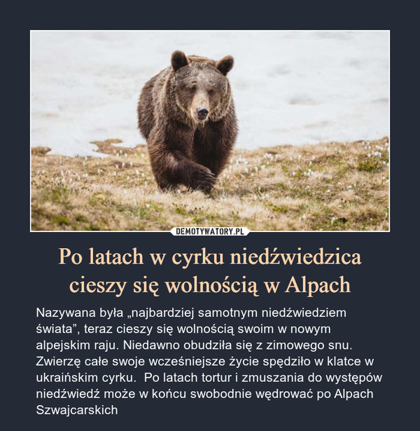 Po latach w cyrku niedźwiedzica
cieszy się wolnością w Alpach