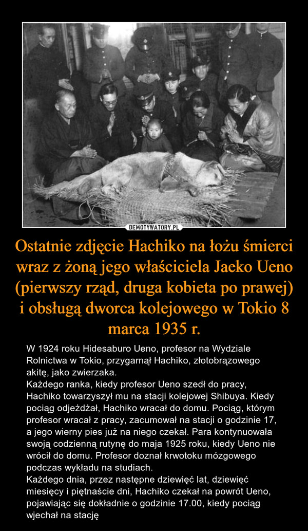 Ostatnie zdjęcie Hachiko na łożu śmierci wraz z żoną jego właściciela Jaeko Ueno (pierwszy rząd, druga kobieta po prawej) i obsługą dworca kolejowego w Tokio 8 marca 1935 r. – W 1924 roku Hidesaburo Ueno, profesor na Wydziale Rolnictwa w Tokio, przygarnął Hachiko, złotobrązowego akitę, jako zwierzaka.Każdego ranka, kiedy profesor Ueno szedł do pracy, Hachiko towarzyszył mu na stacji kolejowej Shibuya. Kiedy pociąg odjeżdżał, Hachiko wracał do domu. Pociąg, którym profesor wracał z pracy, zacumował na stacji o godzinie 17, a jego wierny pies już na niego czekał. Para kontynuowała swoją codzienną rutynę do maja 1925 roku, kiedy Ueno nie wrócił do domu. Profesor doznał krwotoku mózgowego podczas wykładu na studiach.Każdego dnia, przez następne dziewięć lat, dziewięć miesięcy i piętnaście dni, Hachiko czekał na powrót Ueno, pojawiając się dokładnie o godzinie 17.00, kiedy pociąg wjechał na stację 