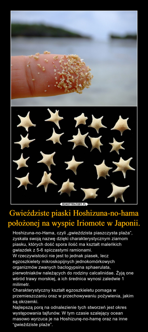 Gwieździste piaski Hoshizuna-no-hama położonej na wyspie Iriomote w Japonii. – Hoshizuna-no-Hama, czyli „gwieździsta piaszczysta plaża”, zyskała swoją nazwę dzięki charakterystycznym ziarnom piasku, których dość spora ilość ma kształt maleńkich gwiazdek z 5-6 spiczastymi ramionami. W rzeczywistości nie jest to jednak piasek, lecz egzoszkielety mikroskopijnych jednokomórkowych organizmów zwanych baclogypsina sphaerulata, pierwotniaków należących do rodziny calcalinidae. Żyją one wśród trawy morskiej, a ich średnica wynosi zaledwie 1 milimetr. Charakterystyczny kształt egzoszkieletu pomaga w przemieszczaniu oraz w przechowywaniu pożywienia, jakim są okrzemki. Najlepszą porą na odnalezienie tych stworzeń jest okres występowania tajfunów. W tym czasie szalejący ocean masowo wyrzuca je na Hoshizunę-no-hamę oraz na inne “gwieździste plaże”. 