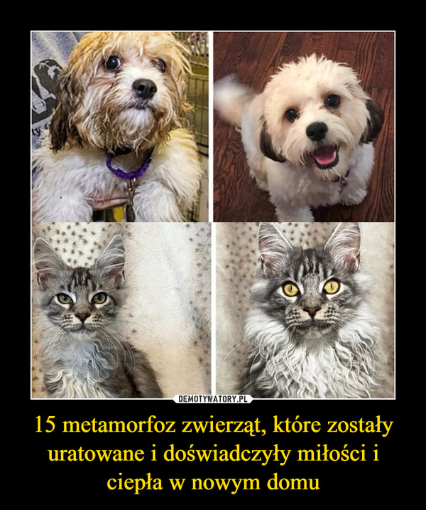 15 metamorfoz zwierząt, które zostały uratowane i doświadczyły miłości i ciepła w nowym domu –  