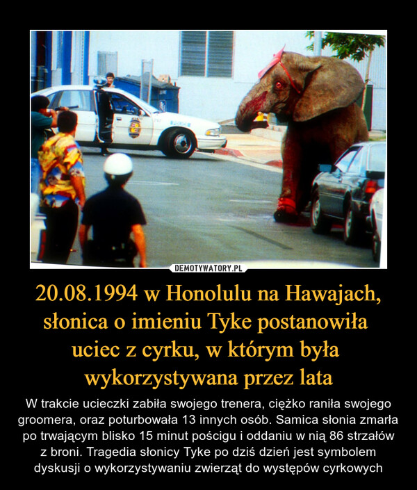 20.08.1994 w Honolulu na Hawajach, słonica o imieniu Tyke postanowiła 
uciec z cyrku, w którym była 
wykorzystywana przez lata