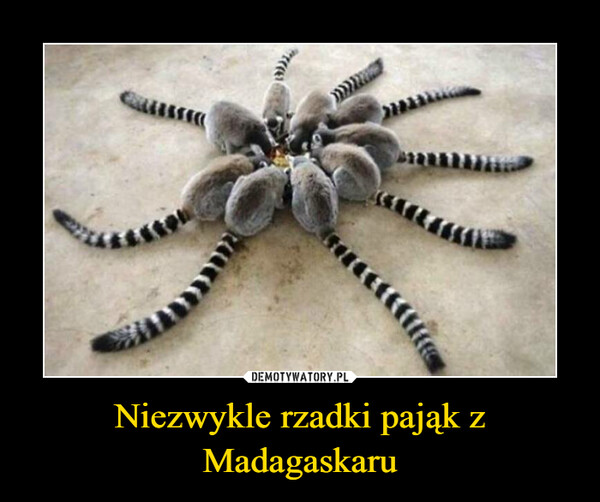 Niezwykle rzadki pająk z Madagaskaru –  