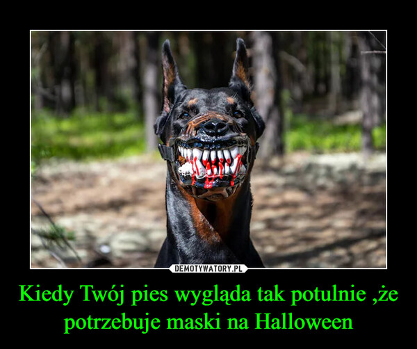 Kiedy Twój pies wygląda tak potulnie ,że potrzebuje maski na Halloween
