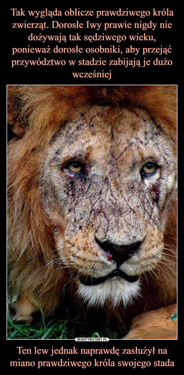 Ten lew jednak naprawdę zasłużył na miano prawdziwego króla swojego stada –  
