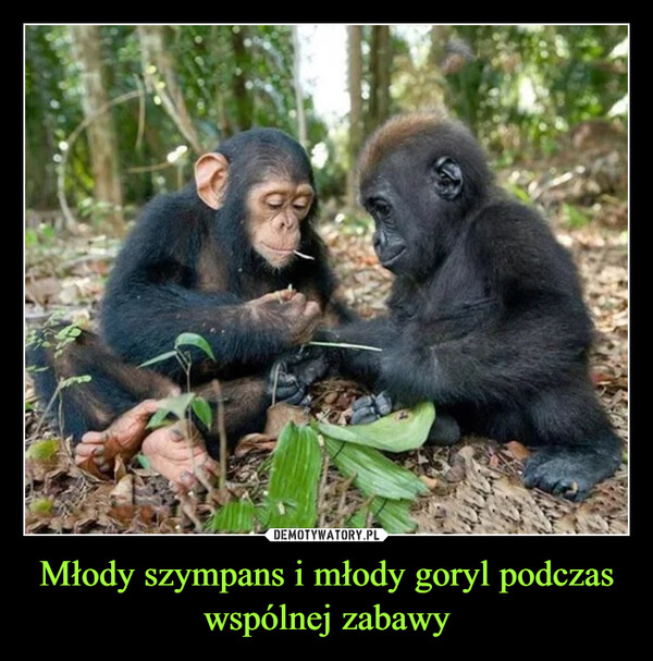 Młody szympans i młody goryl podczas wspólnej zabawy –  