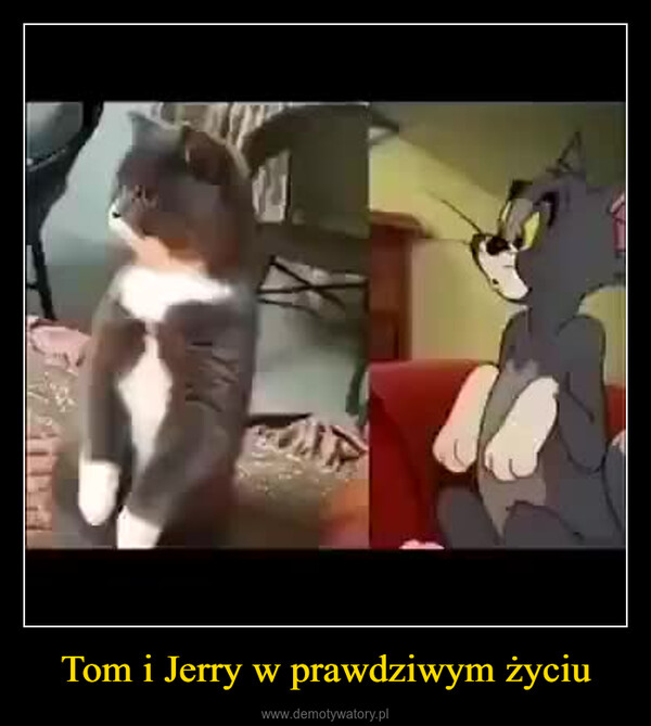 Tom i Jerry w prawdziwym życiu –  