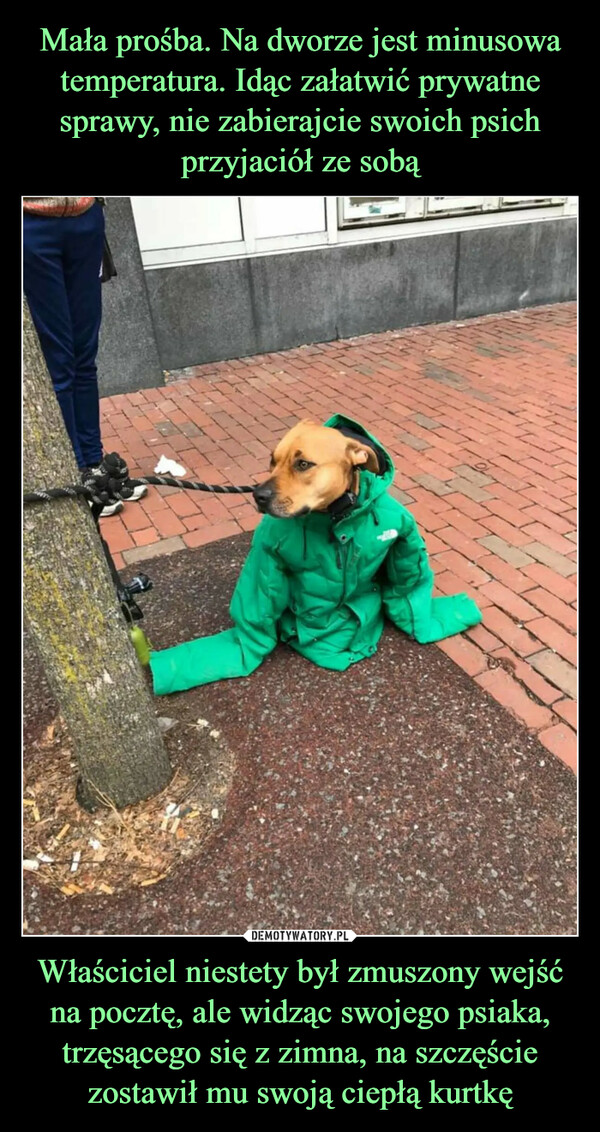 Właściciel niestety był zmuszony wejść na pocztę, ale widząc swojego psiaka, trzęsącego się z zimna, na szczęście zostawił mu swoją ciepłą kurtkę –  