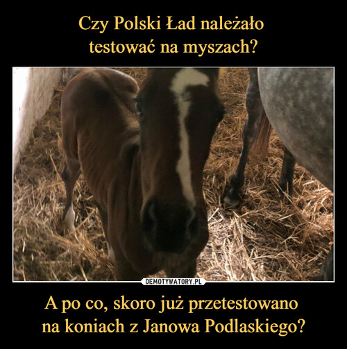 Czy Polski Ład należało 
testować na myszach? A po co, skoro już przetestowano 
na koniach z Janowa Podlaskiego?