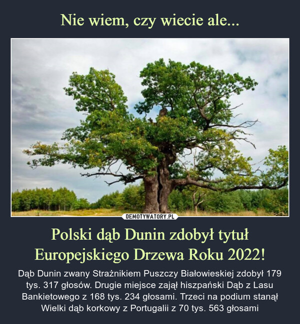 Nie wiem, czy wiecie ale... Polski dąb Dunin zdobył tytuł Europejskiego Drzewa Roku 2022!