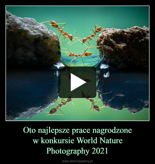 Oto najlepsze prace nagrodzonew konkursie World NaturePhotography 2021 –  