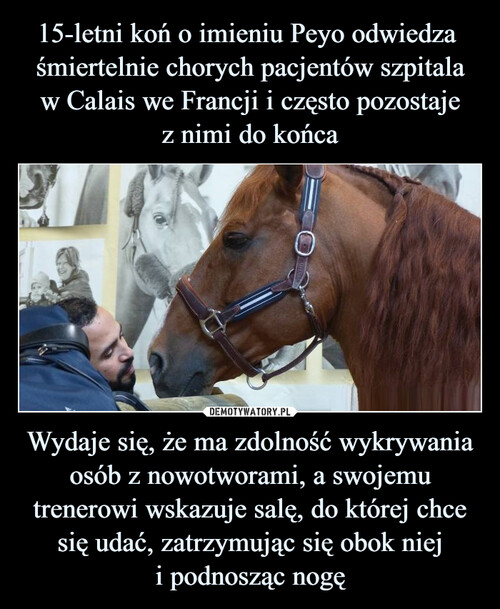 15-letni koń o imieniu Peyo odwiedza  śmiertelnie chorych pacjentów szpitala
w Calais we Francji i często pozostaje
z nimi do końca Wydaje się, że ma zdolność wykrywania osób z nowotworami, a swojemu trenerowi wskazuje salę, do której chce się udać, zatrzymując się obok niej
i podnosząc nogę