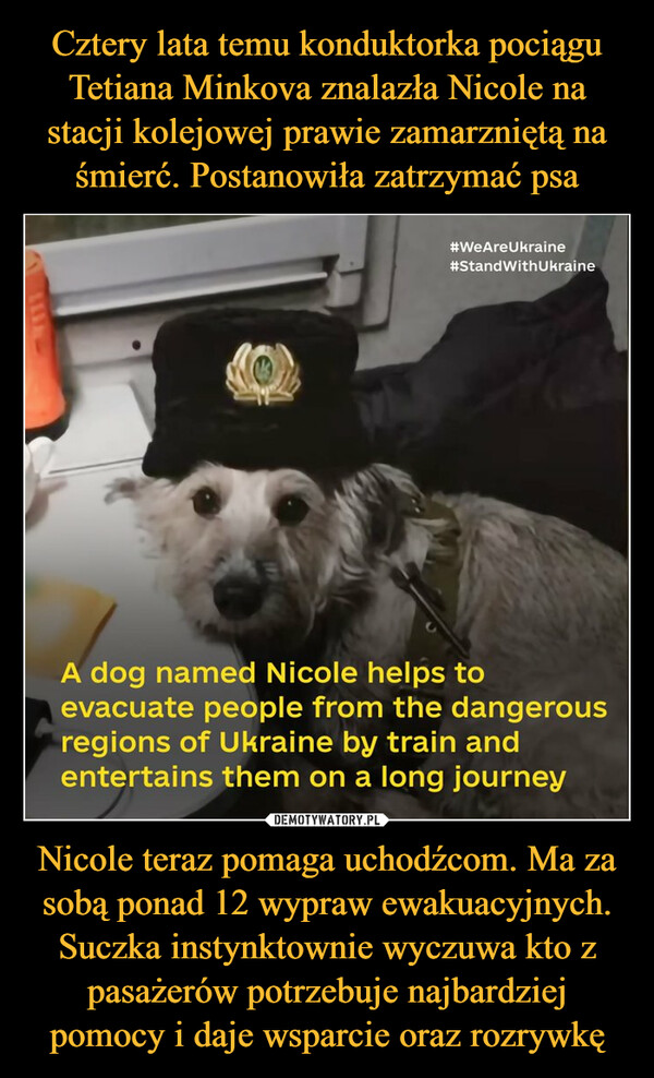 Nicole teraz pomaga uchodźcom. Ma za sobą ponad 12 wypraw ewakuacyjnych. Suczka instynktownie wyczuwa kto z pasażerów potrzebuje najbardziej pomocy i daje wsparcie oraz rozrywkę –  
