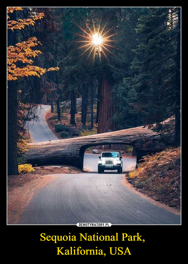 Sequoia National Park, Kalifornia, USA –  