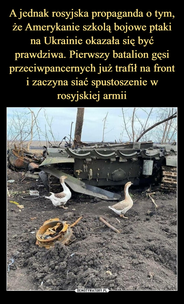 A jednak rosyjska propaganda o tym, że Amerykanie szkolą bojowe ptaki na Ukrainie okazała się być prawdziwa. Pierwszy batalion gęsi przeciwpancernych już trafił na front i zaczyna siać spustoszenie w rosyjskiej armii
