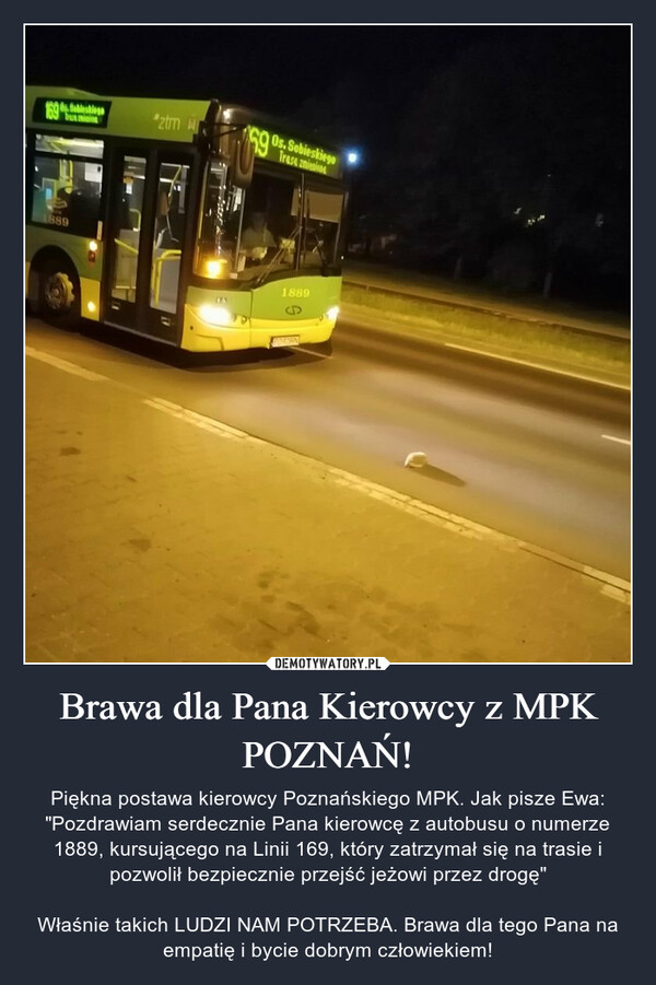 Brawa dla Pana Kierowcy z MPK POZNAŃ! – Piękna postawa kierowcy Poznańskiego MPK. Jak pisze Ewa: "Pozdrawiam serdecznie Pana kierowcę z autobusu o numerze 1889, kursującego na Linii 169, który zatrzymał się na trasie i pozwolił bezpiecznie przejść jeżowi przez drogę"Właśnie takich LUDZI NAM POTRZEBA. Brawa dla tego Pana na empatię i bycie dobrym człowiekiem! 