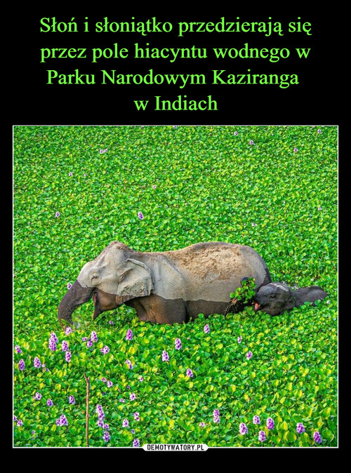 Słoń i słoniątko przedzierają się przez pole hiacyntu wodnego w Parku Narodowym Kaziranga 
w Indiach