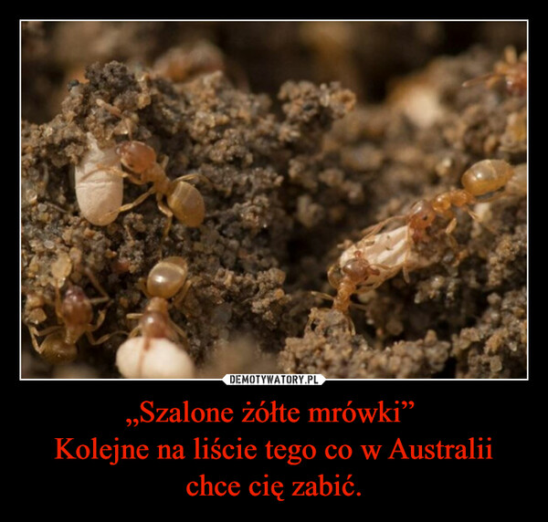 „Szalone żółte mrówki” Kolejne na liście tego co w Australii chce cię zabić. –  