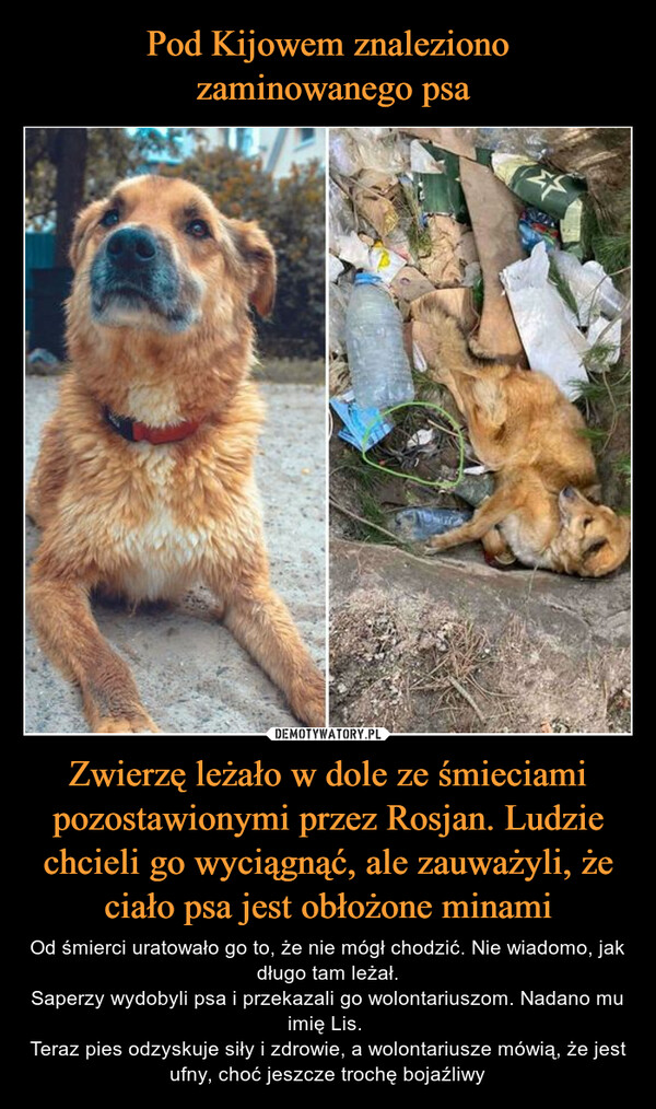 Pod Kijowem znaleziono
 zaminowanego psa Zwierzę leżało w dole ze śmieciami pozostawionymi przez Rosjan. Ludzie chcieli go wyciągnąć, ale zauważyli, że ciało psa jest obłożone minami