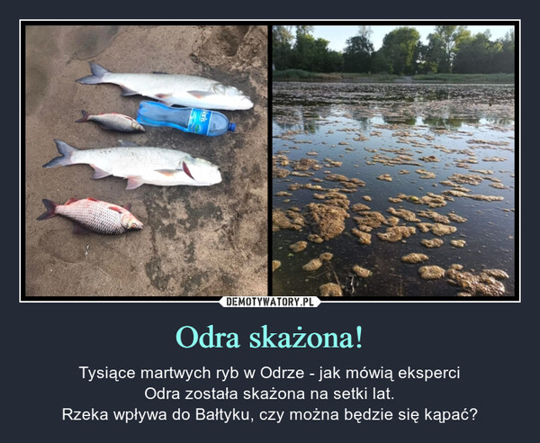 Odra skażona! – Tysiące martwych ryb w Odrze - jak mówią eksperciOdra została skażona na setki lat.Rzeka wpływa do Bałtyku, czy można będzie się kąpać? 