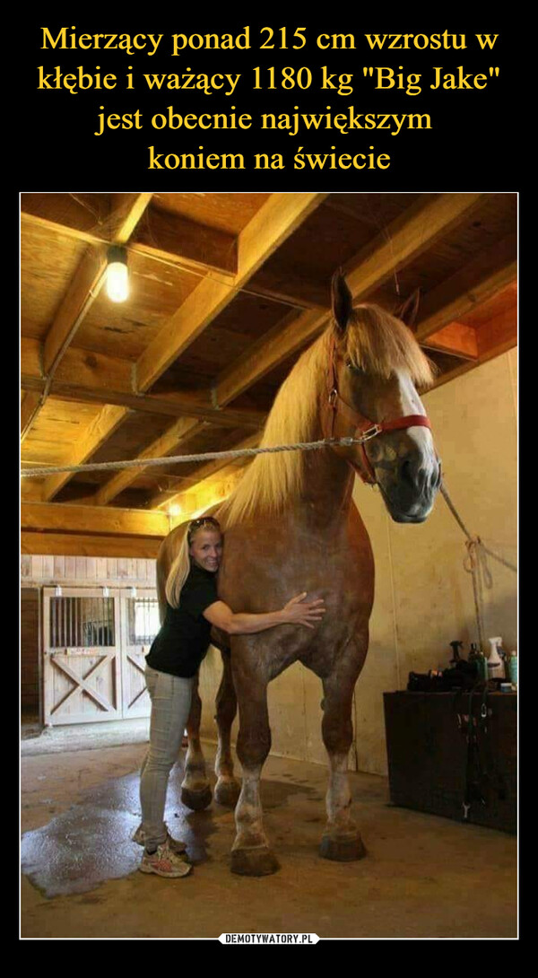 Mierzący ponad 215 cm wzrostu w kłębie i ważący 1180 kg "Big Jake" jest obecnie największym 
koniem na świecie