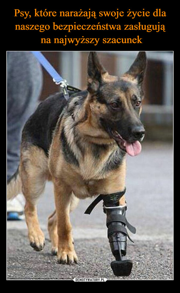 Psy, które narażają swoje życie dla naszego bezpieczeństwa zasługują
 na najwyższy szacunek