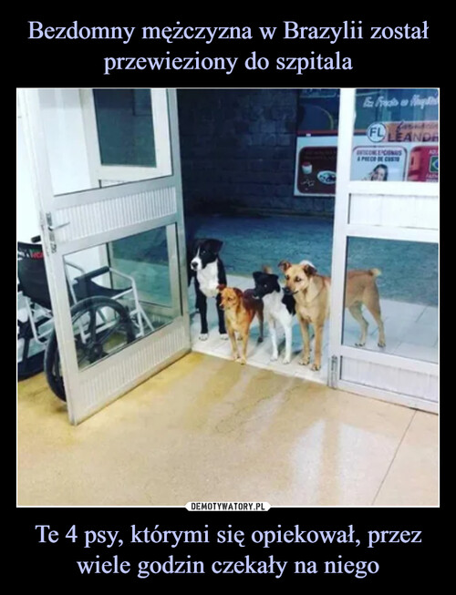 Bezdomny mężczyzna w Brazylii został przewieziony do szpitala Te 4 psy, którymi się opiekował, przez wiele godzin czekały na niego