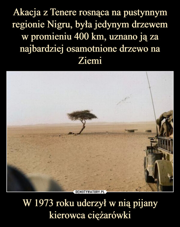 Akacja z Tenere rosnąca na pustynnym regionie Nigru, była jedynym drzewem w promieniu 400 km, uznano ją za najbardziej osamotnione drzewo na Ziemi W 1973 roku uderzył w nią pijany kierowca ciężarówki