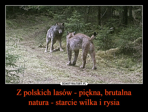 Z polskich lasów - piękna, brutalna natura - starcie wilka i rysia