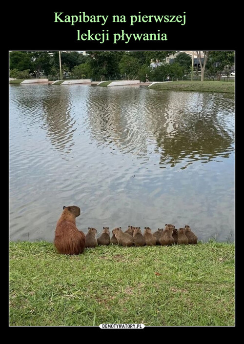 Kapibary na pierwszej 
lekcji pływania