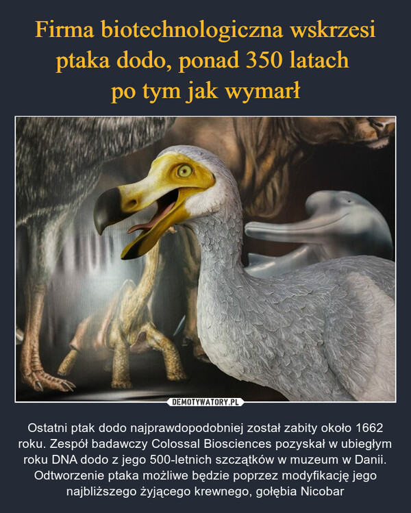  – Ostatni ptak dodo najprawdopodobniej został zabity około 1662 roku. Zespół badawczy Colossal Biosciences pozyskał w ubiegłym roku DNA dodo z jego 500-letnich szczątków w muzeum w Danii. Odtworzenie ptaka możliwe będzie poprzez modyfikację jego najbliższego żyjącego krewnego, gołębia Nicobar 