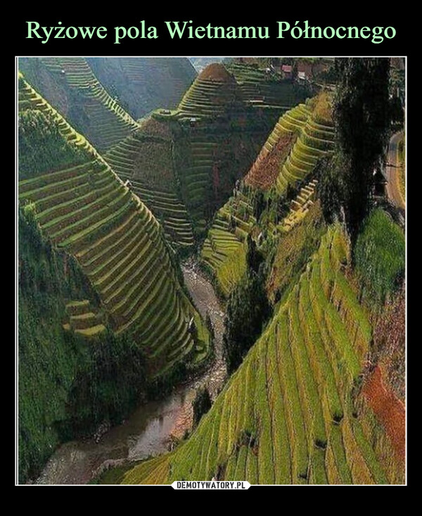 Ryżowe pola Wietnamu Północnego