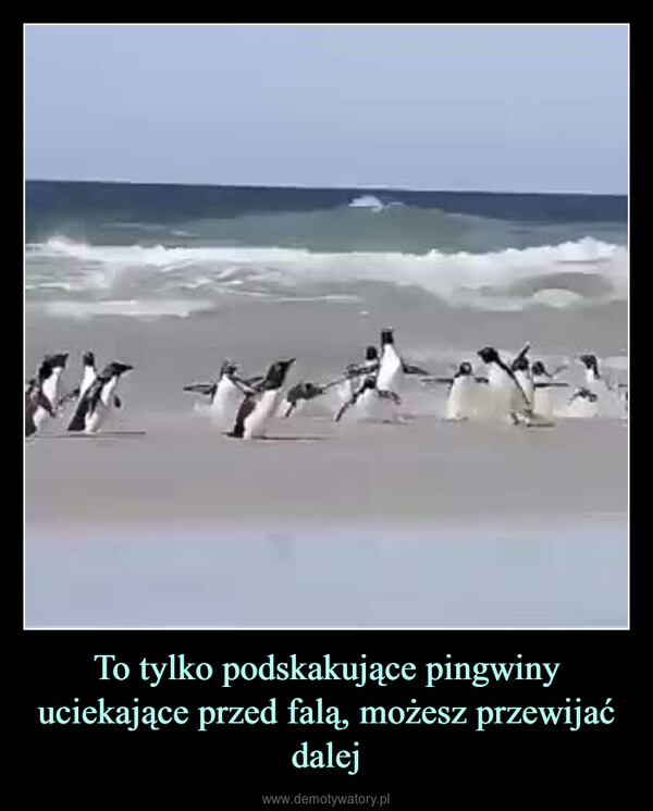 To tylko podskakujące pingwiny uciekające przed falą, możesz przewijać dalej –  ال