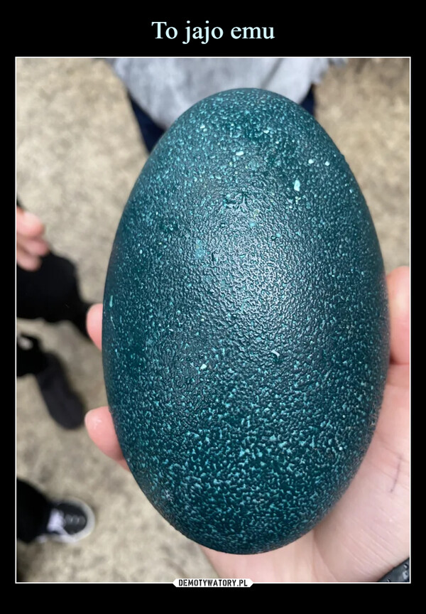 To jajo emu
