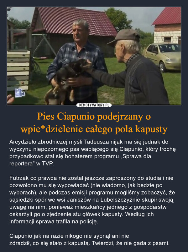 Pies Ciapunio podejrzany o wpie*dzielenie całego pola kapusty – Arcydzieło zbrodniczej myśli Tadeusza nijak ma się jednak do wyczynu niepozornego psa wabiącego się Ciapunio, który trochę przypadkowo stał się bohaterem programu „Sprawa dla reportera” w TVP.Futrzak co prawda nie został jeszcze zaproszony do studia i nie pozwolono mu się wypowiadać (nie wiadomo, jak będzie po wyborach), ale podczas emisji programu mogliśmy zobaczyć, że sąsiedzki spór we wsi Janiszów na Lubelszczyźnie skupił swoją uwagę na nim, ponieważ mieszkańcy jednego z gospodarstw oskarżyli go o zjedzenie stu główek kapusty. Według ich informacji sprawa trafiła na policję.Ciapunio jak na razie nikogo nie sypnął ani niezdradził, co się stało z kapustą. Twierdzi, że nie gada z psami. 