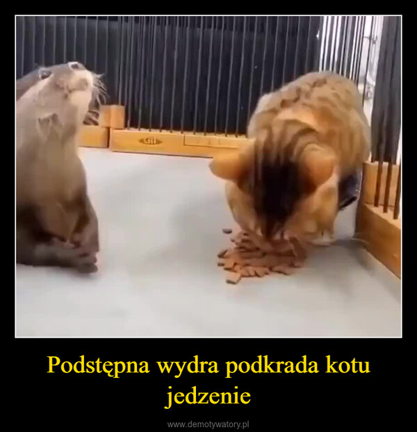 Podstępna wydra podkrada kotu jedzenie –  P¹