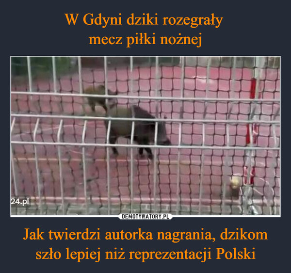 Jak twierdzi autorka nagrania, dzikom szło lepiej niż reprezentacji Polski –  24.pl