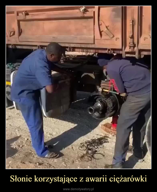 Słonie korzystające z awarii ciężarówki –  