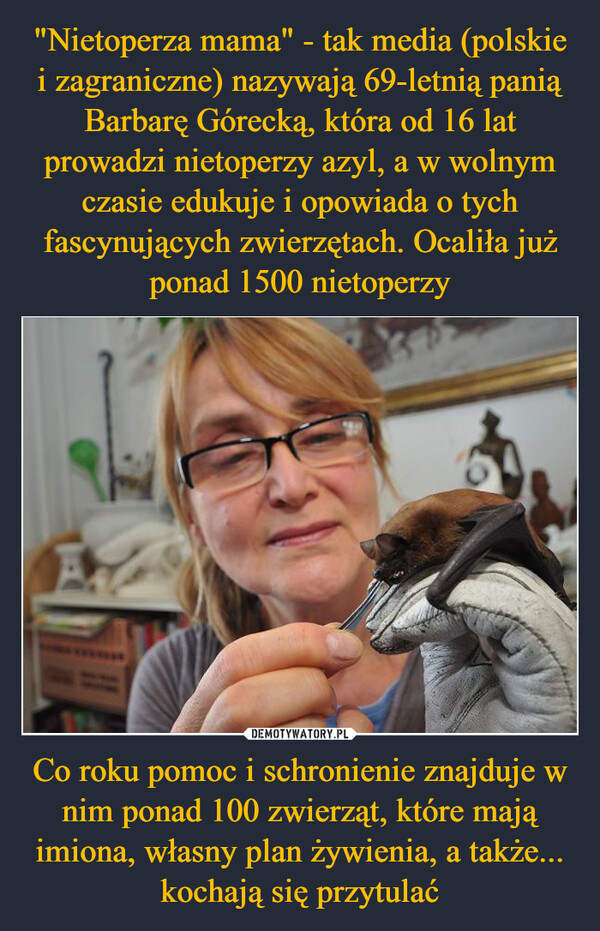 "Nietoperza mama" - tak media (polskie i zagraniczne) nazywają 69-letnią panią Barbarę Górecką, która od 16 lat prowadzi nietoperzy azyl, a w wolnym czasie edukuje i opowiada o tych fascynujących zwierzętach. Ocaliła już ponad 1500 nietoperzy Co roku pomoc i schronienie znajduje w nim ponad 100 zwierząt, które mają imiona, własny plan żywienia, a także... kochają się przytulać