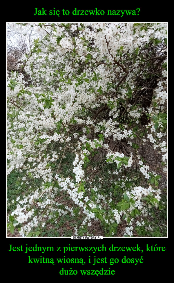 Jest jednym z pierwszych drzewek, które kwitną wiosną, i jest go dosyć dużo wszędzie –  